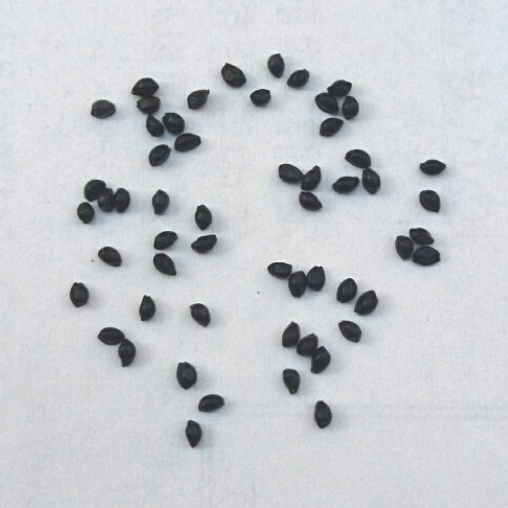 西洋オダマキ ビジューサフィールの種子 100粒 Iichi ハンドメイド クラフト作品 手仕事品の通販