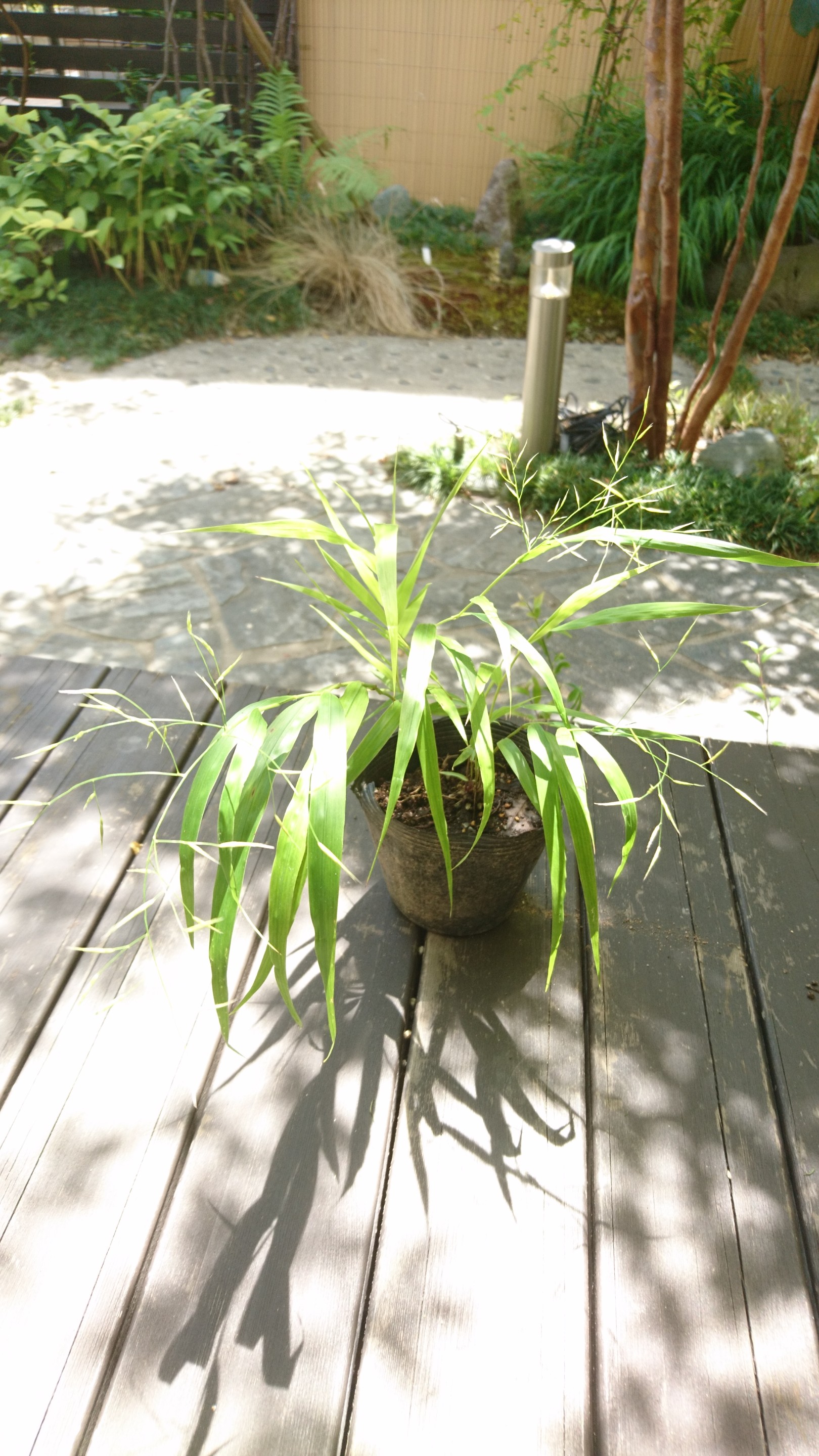 風知草 フウチソウ 風になびく山麓に生息するイネ科の植物 Iichi ハンドメイド クラフト作品 手仕事品の通販 風知草 フウチソウ 風になびく山麓に生息するイネ科の植物 Iichi ハンドメイド クラフト作品 手仕事品の通販