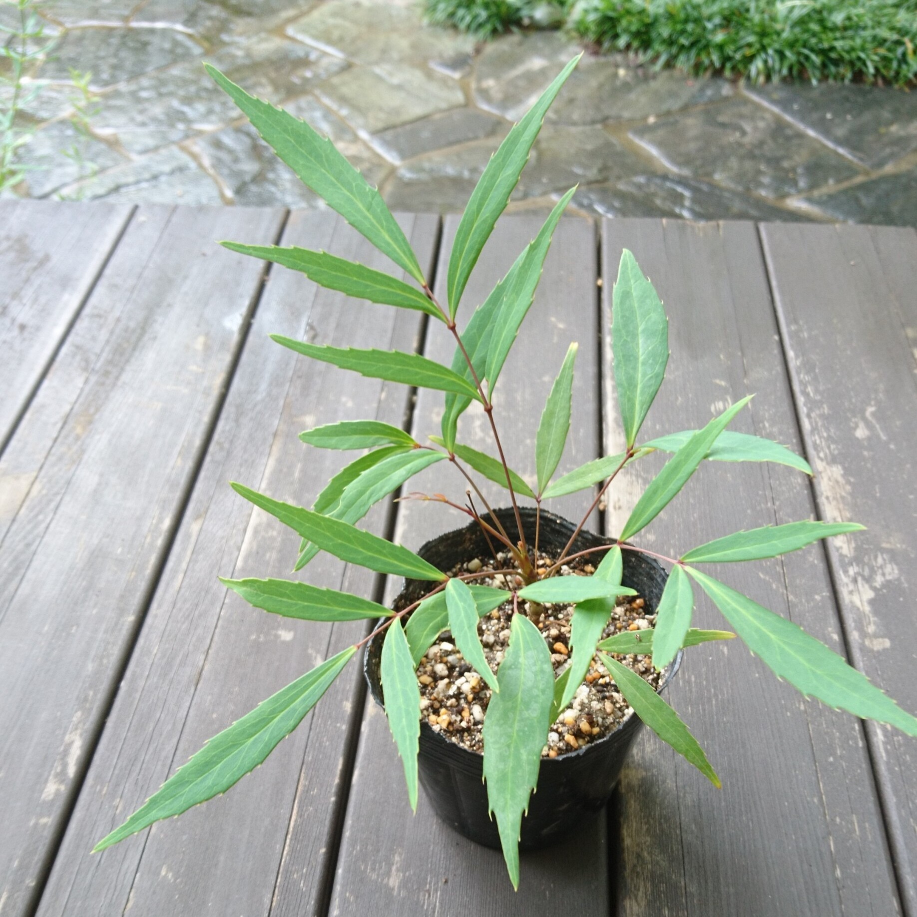 マホニア コンフューサ ホソバヒイラギナンテン 苗木 約10 縁起担ぎに植えられる植物 Iichi ハンドメイド クラフト作品 手仕事品の通販