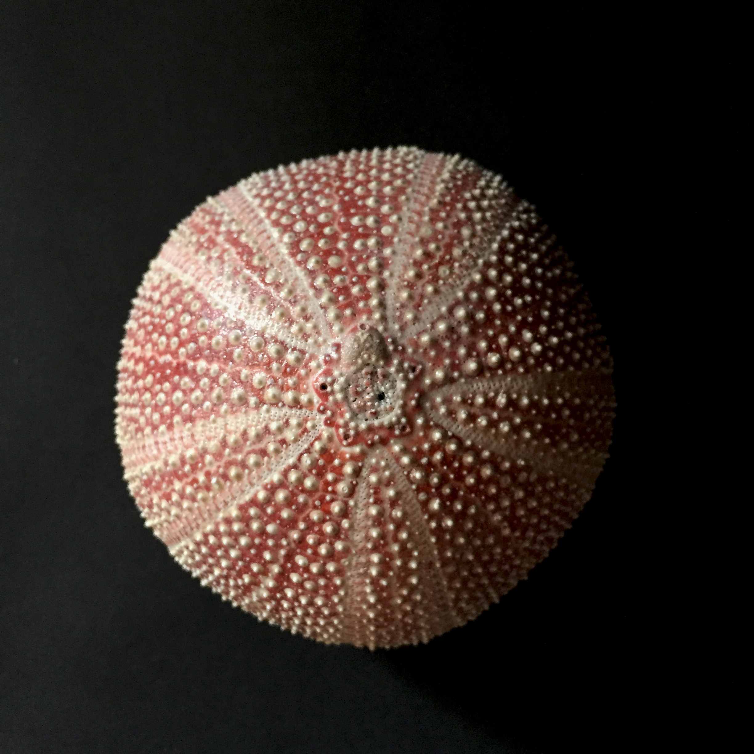 特大 ウニの殻 ヨーロッパオオウニ？ 産地不明 うに標本