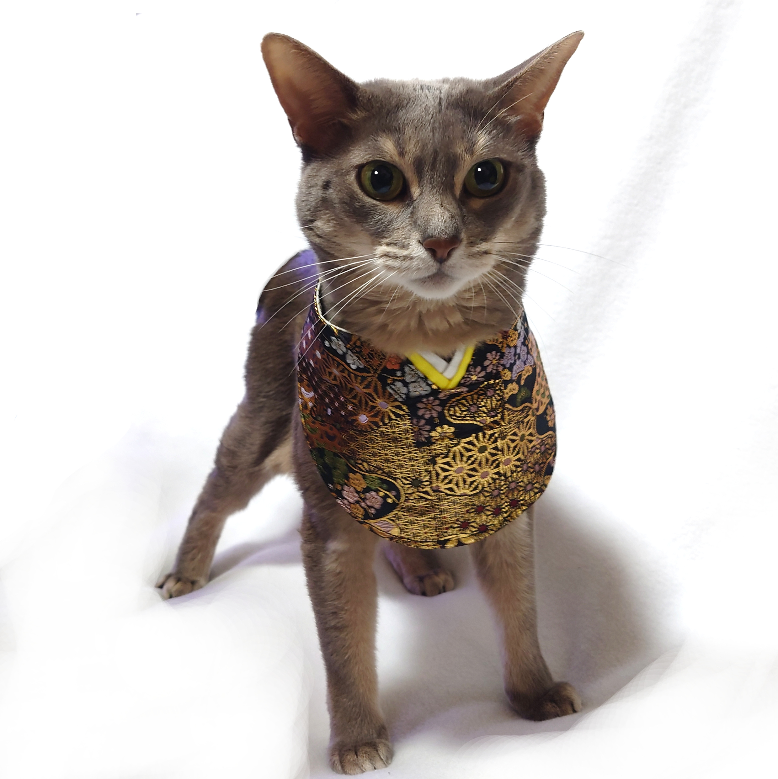 犬猫用スタイ ひな祭り お内裏様 Ver.  iichi ハンドメイド・クラフト 