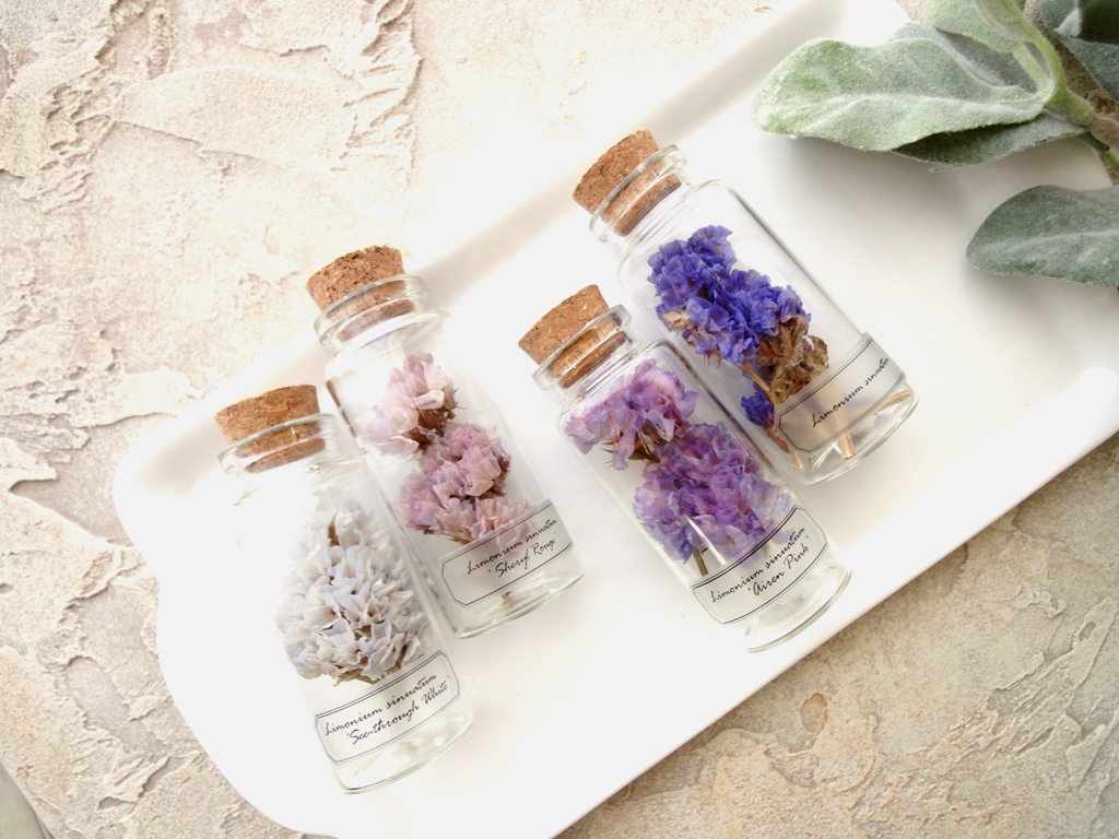 植物標本 Botanical Collection スターチス パープルグラデーション 4本セット A Iichi ハンドメイド クラフト作品 手仕事品の通販