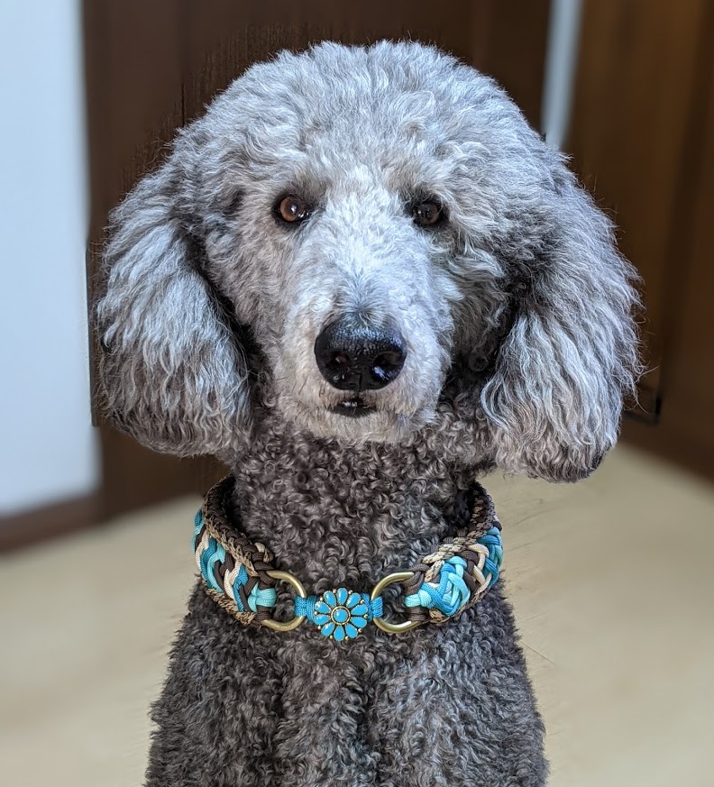 ターコイズブルーのお飾りチョーカー首輪 大型犬用 内径４１ｃｍ ４5ｃｍ Iichi ハンドメイド クラフト作品 手仕事品の通販