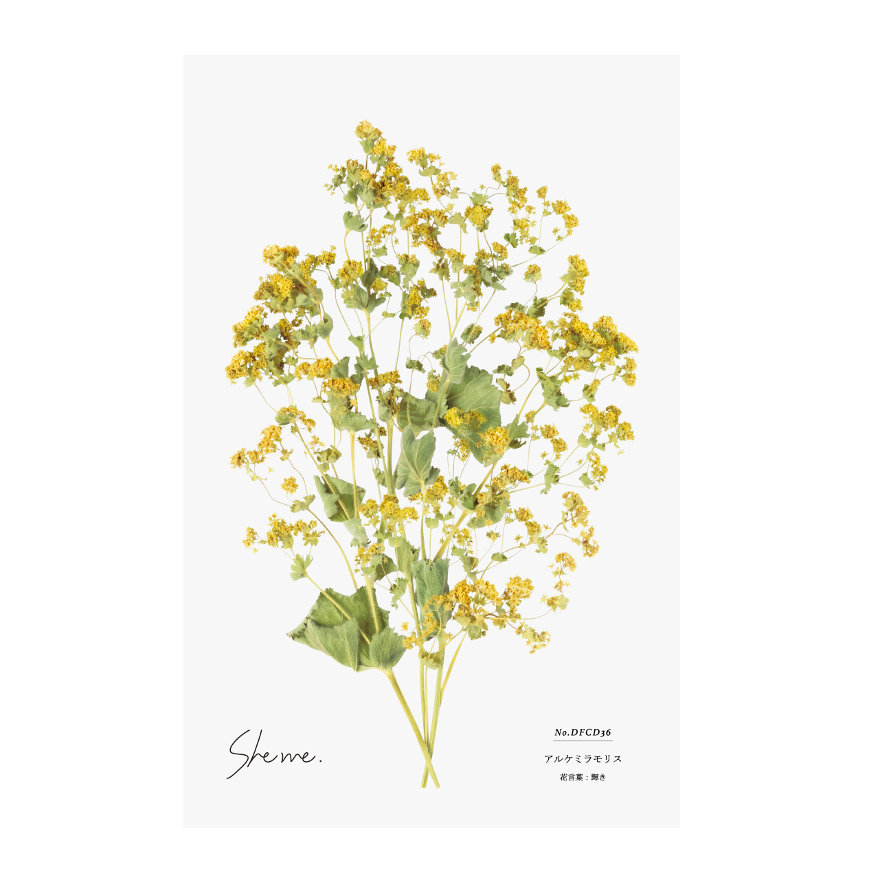 No Dfcd36 ドライフラワーカード アルケミラモリス Iichi ハンドメイド クラフト作品 手仕事品の通販