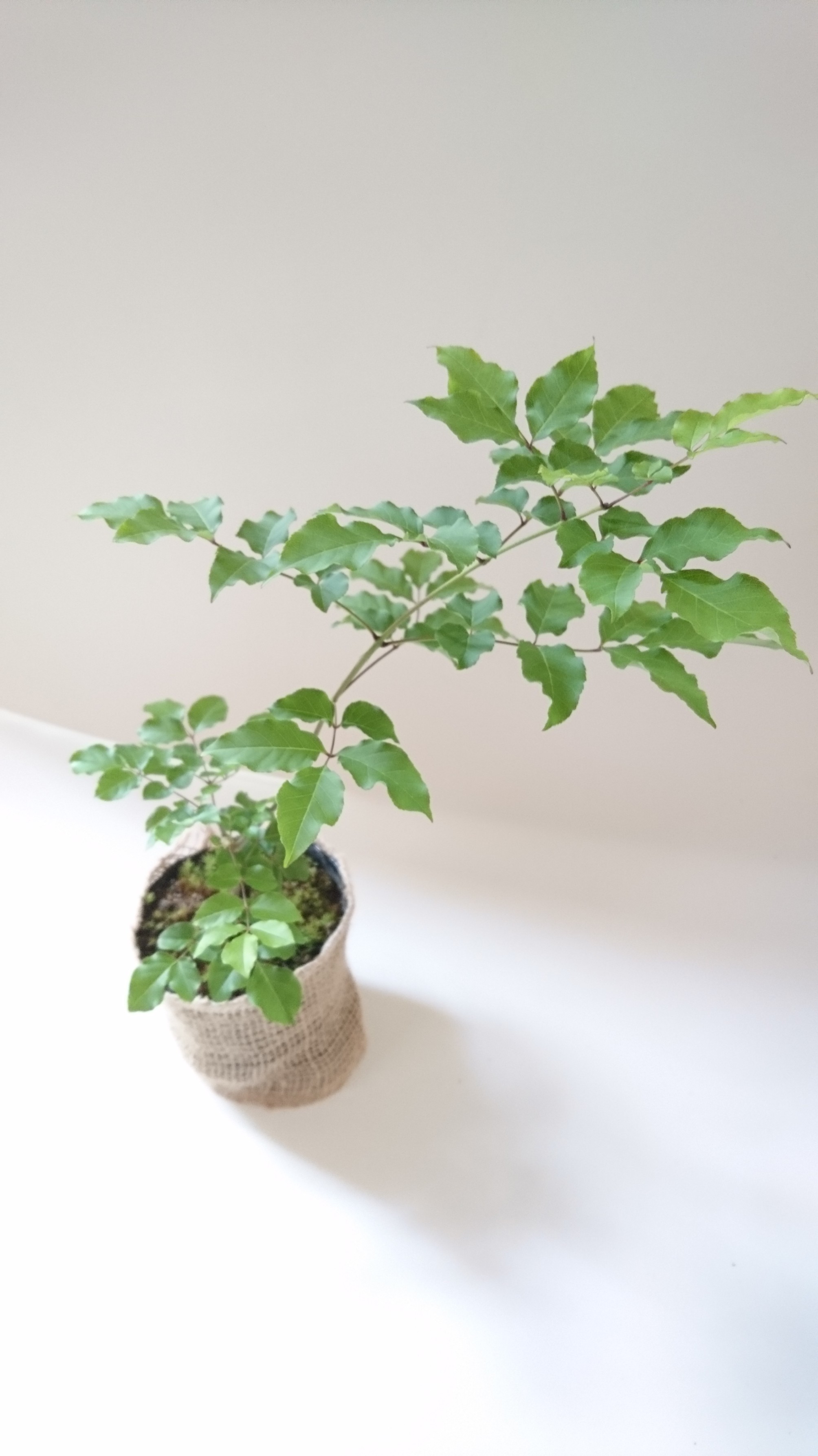 選択した画像 アオダモ 花瓶 アオダモ 幹肌