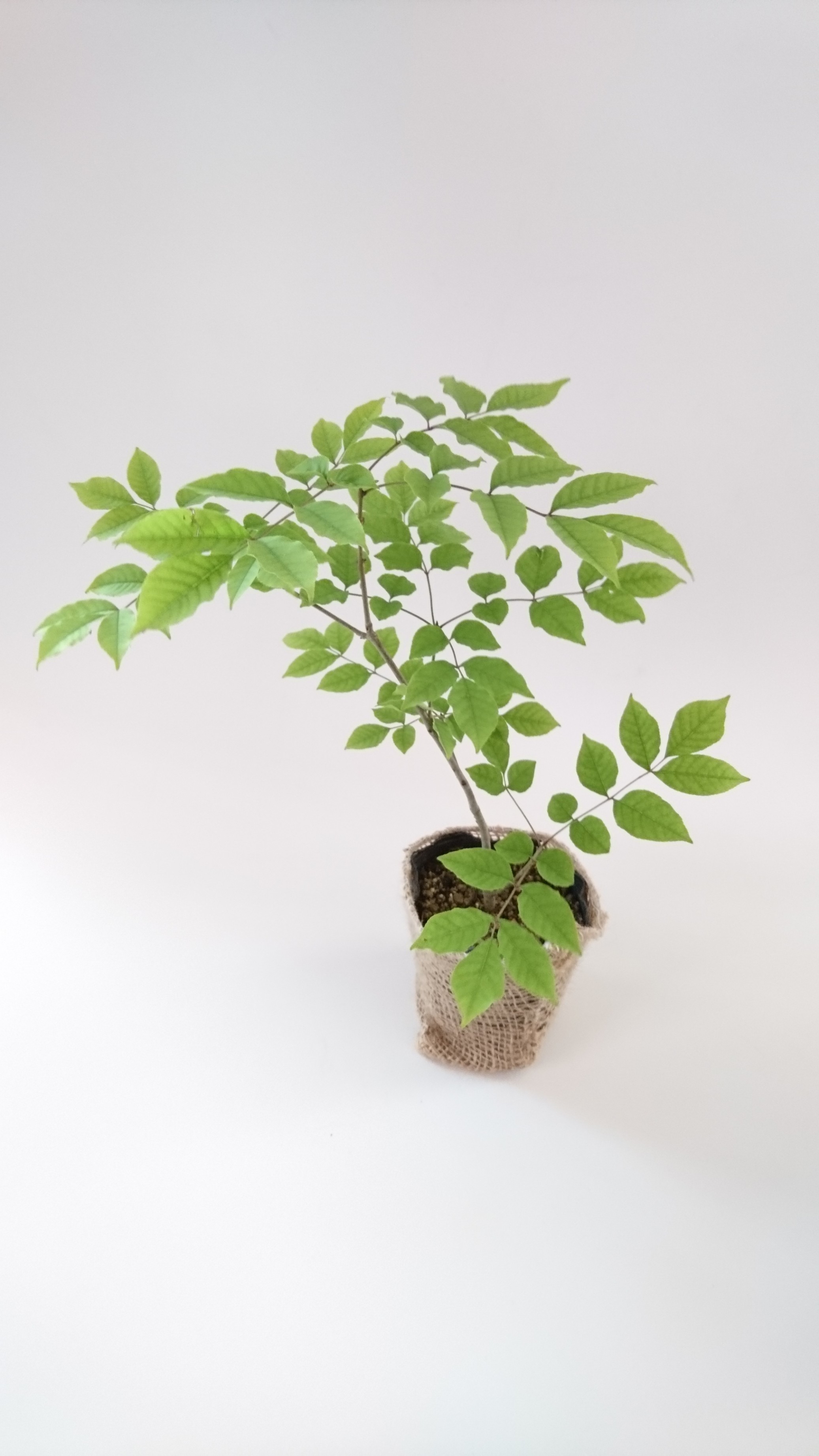 雑木の庭の苗木と草花ショップ ぞう木りんの商品一覧 Note