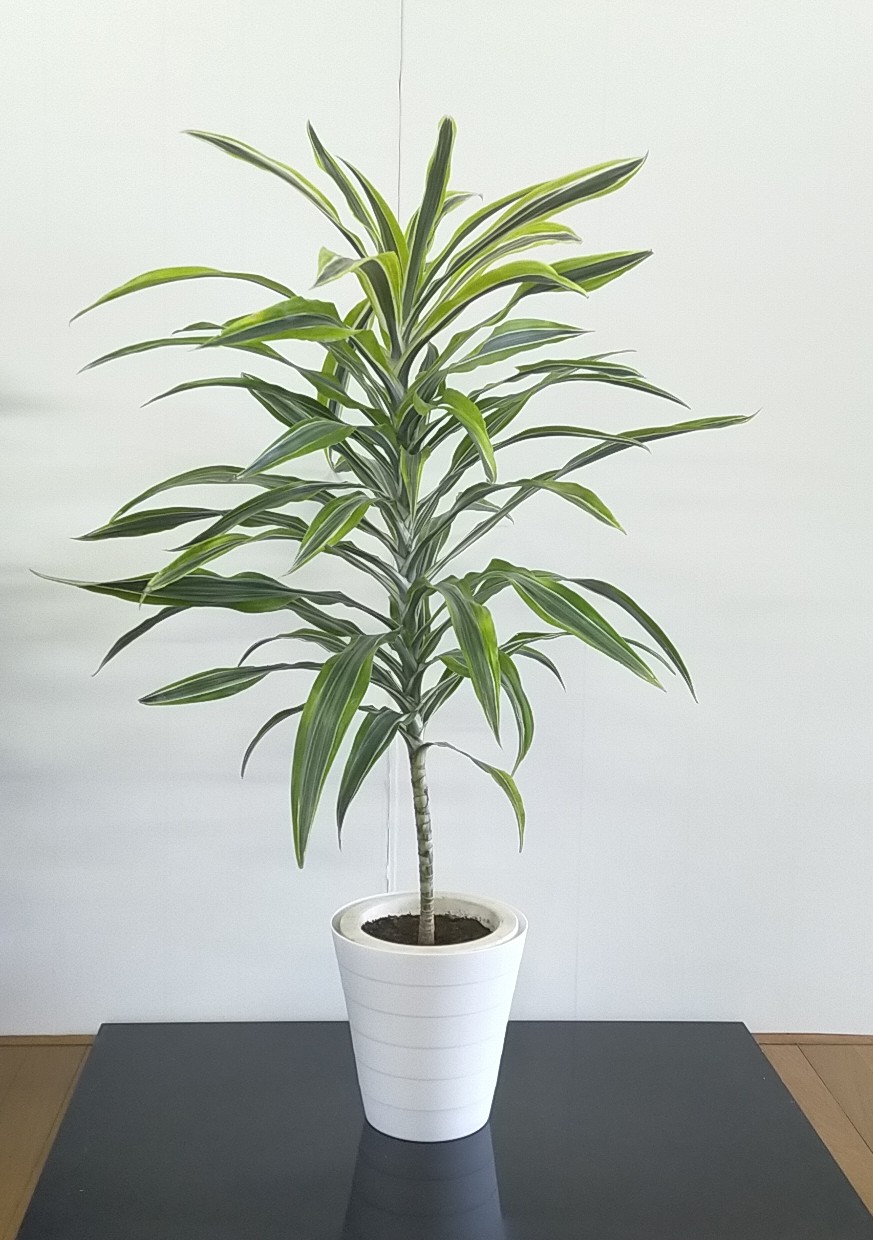 あふれる幸せ 観葉植物 ドラセナ Iichi ハンドメイド クラフト作品 手仕事品の通販