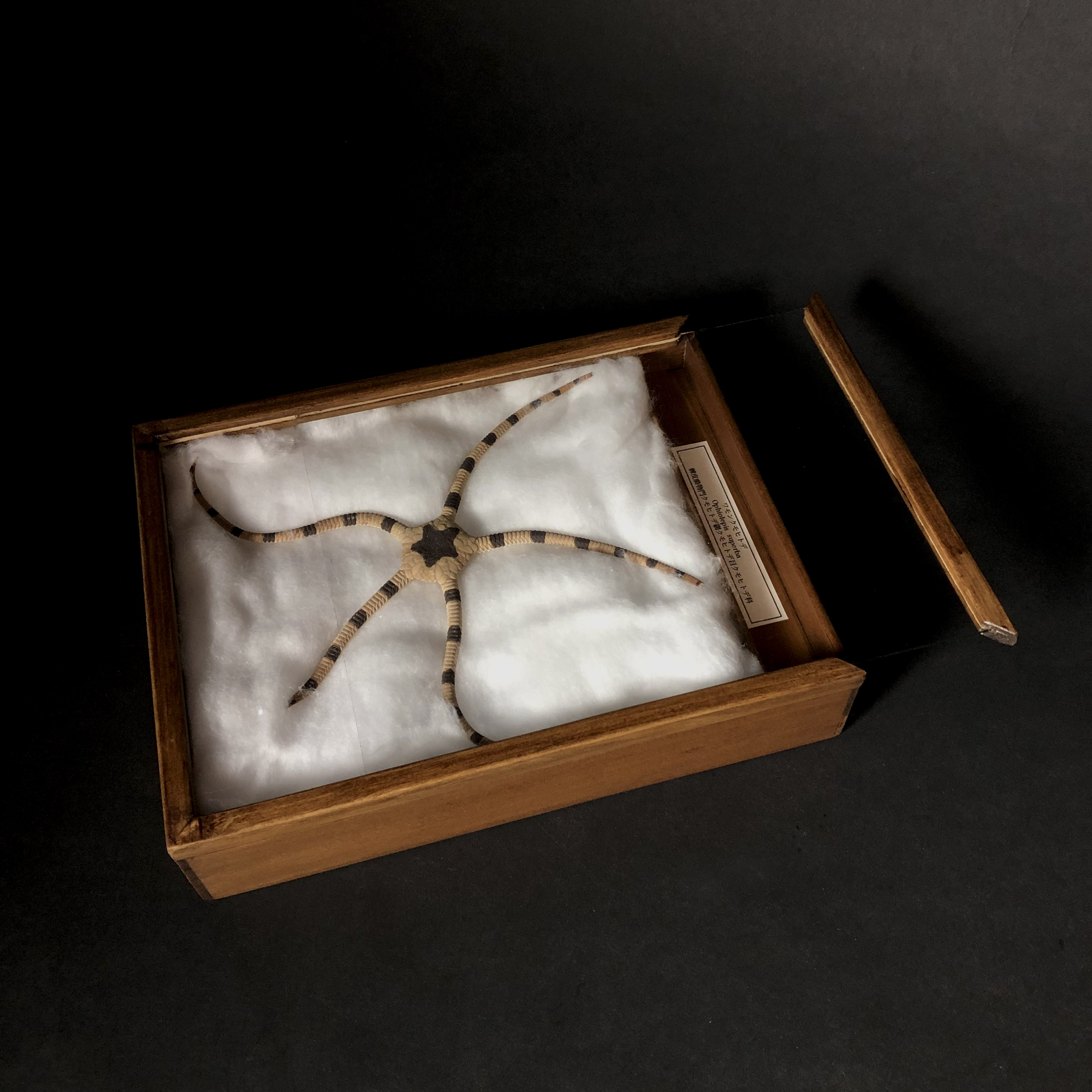 怪しいヒトデの標本 ワモンクモヒトデ Iichi ハンドメイド クラフト作品 手仕事品の通販