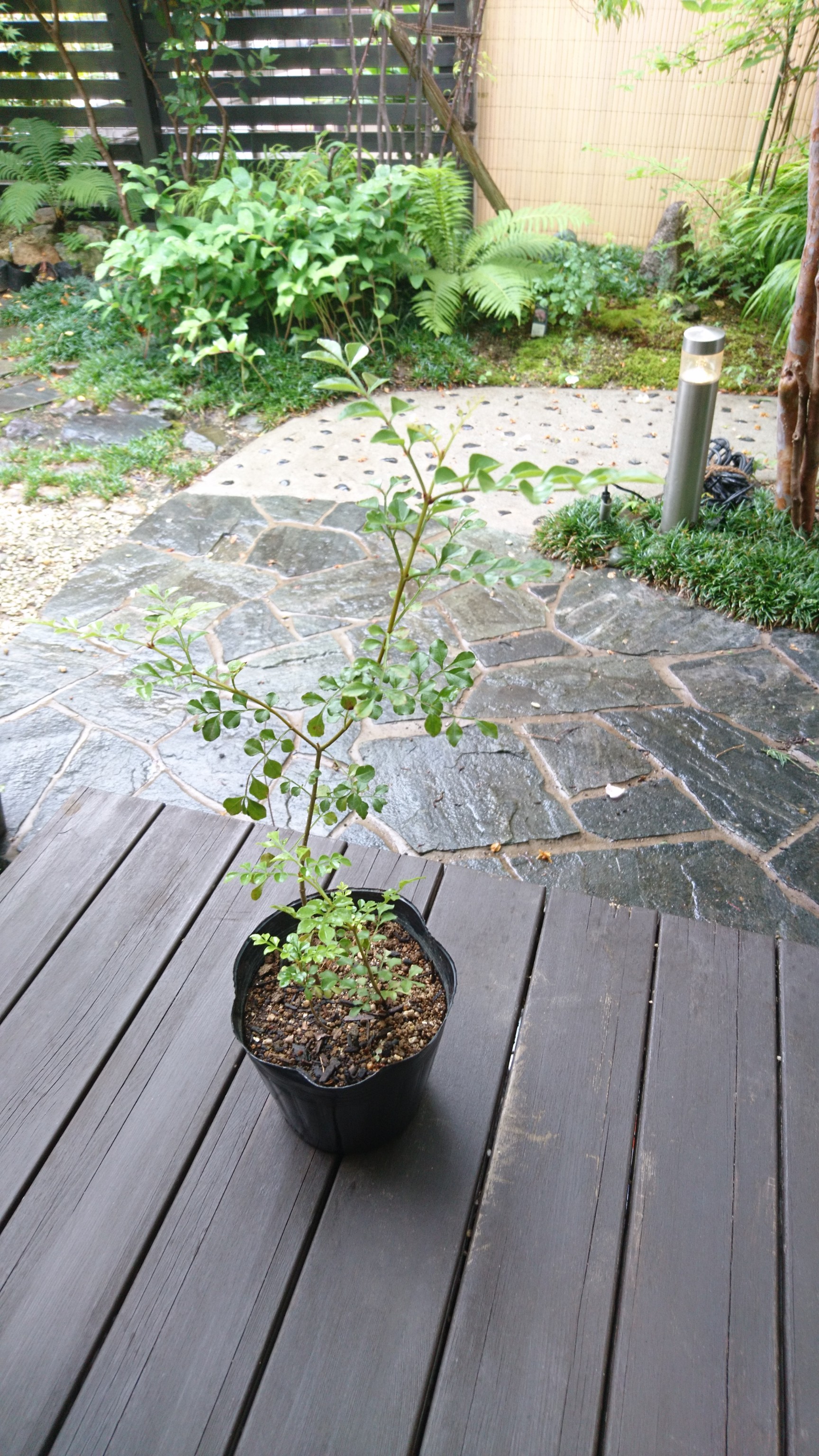 シマトネリコ 苗木 約36 45cm シンボルツリーとして人気の樹種です Iichi ハンドメイド クラフト作品 手仕事品の通販