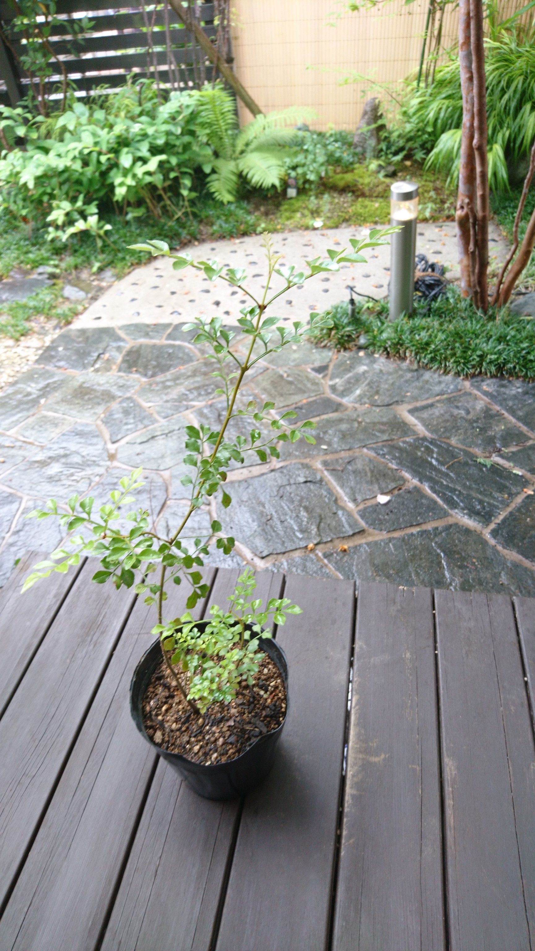 シマトネリコ 苗木 約36 45cm シンボルツリーとして人気の樹種です Iichi ハンドメイド クラフト作品 手仕事品の通販