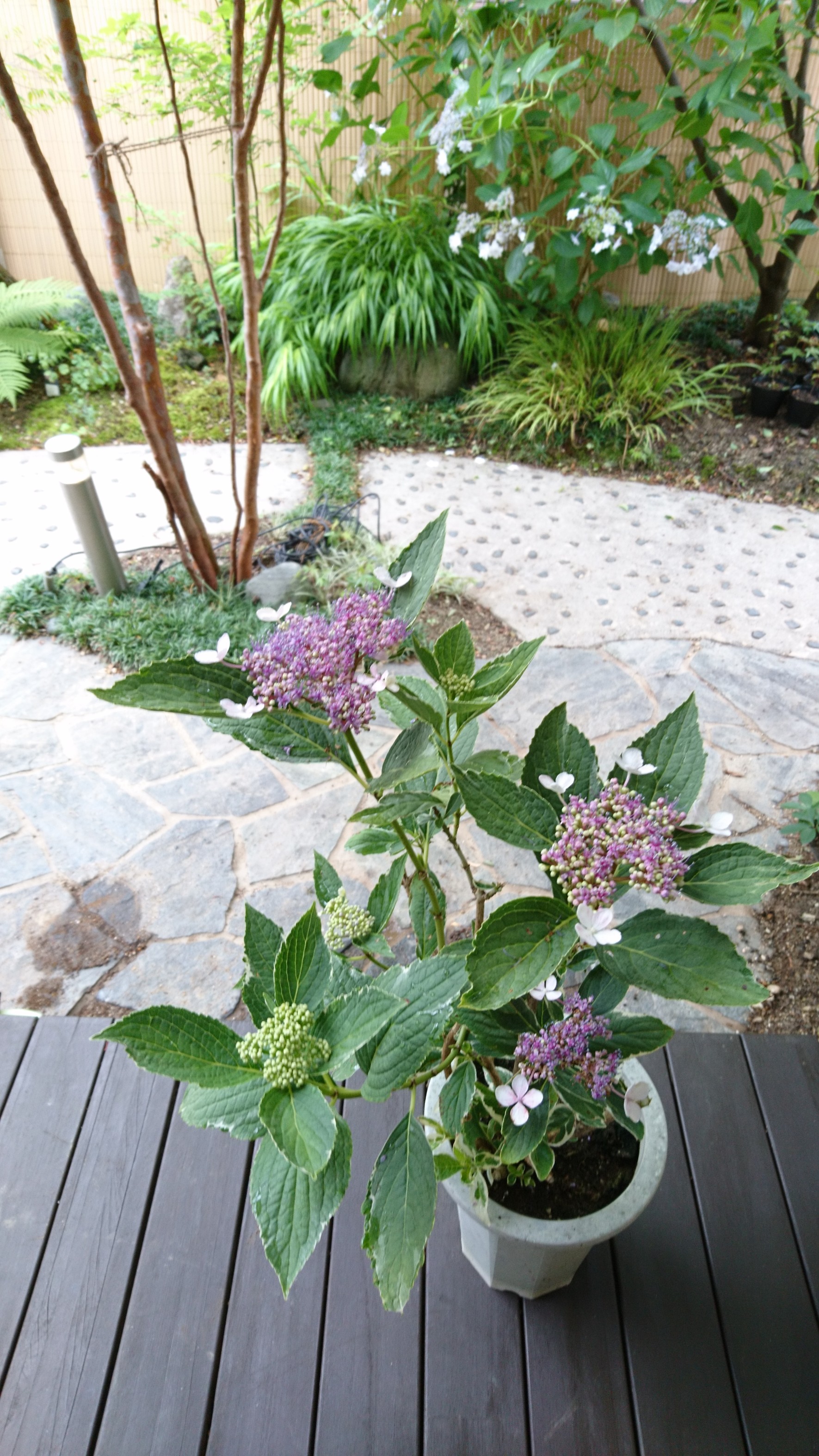 セール品 訳あり 斑入り額紫陽花 花 薄ピンク 薄紫系 成木 H 約45 50m Iichi ハンドメイド クラフト作品 手仕事品の通販