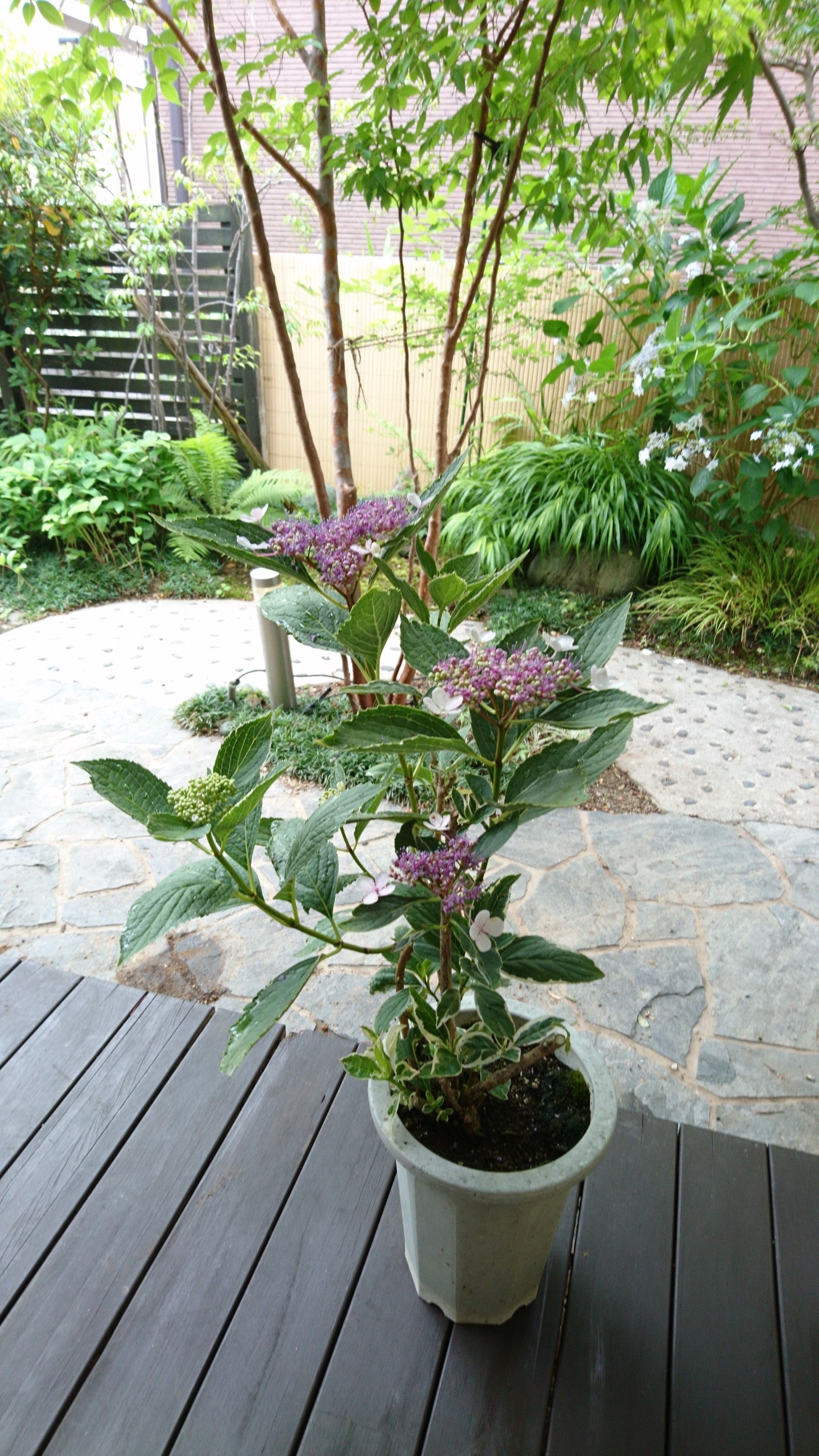 セール品 訳あり 斑入り額紫陽花 花 薄ピンク 薄紫系 成木 H 約45 50m Iichi ハンドメイド クラフト作品 手仕事品の通販