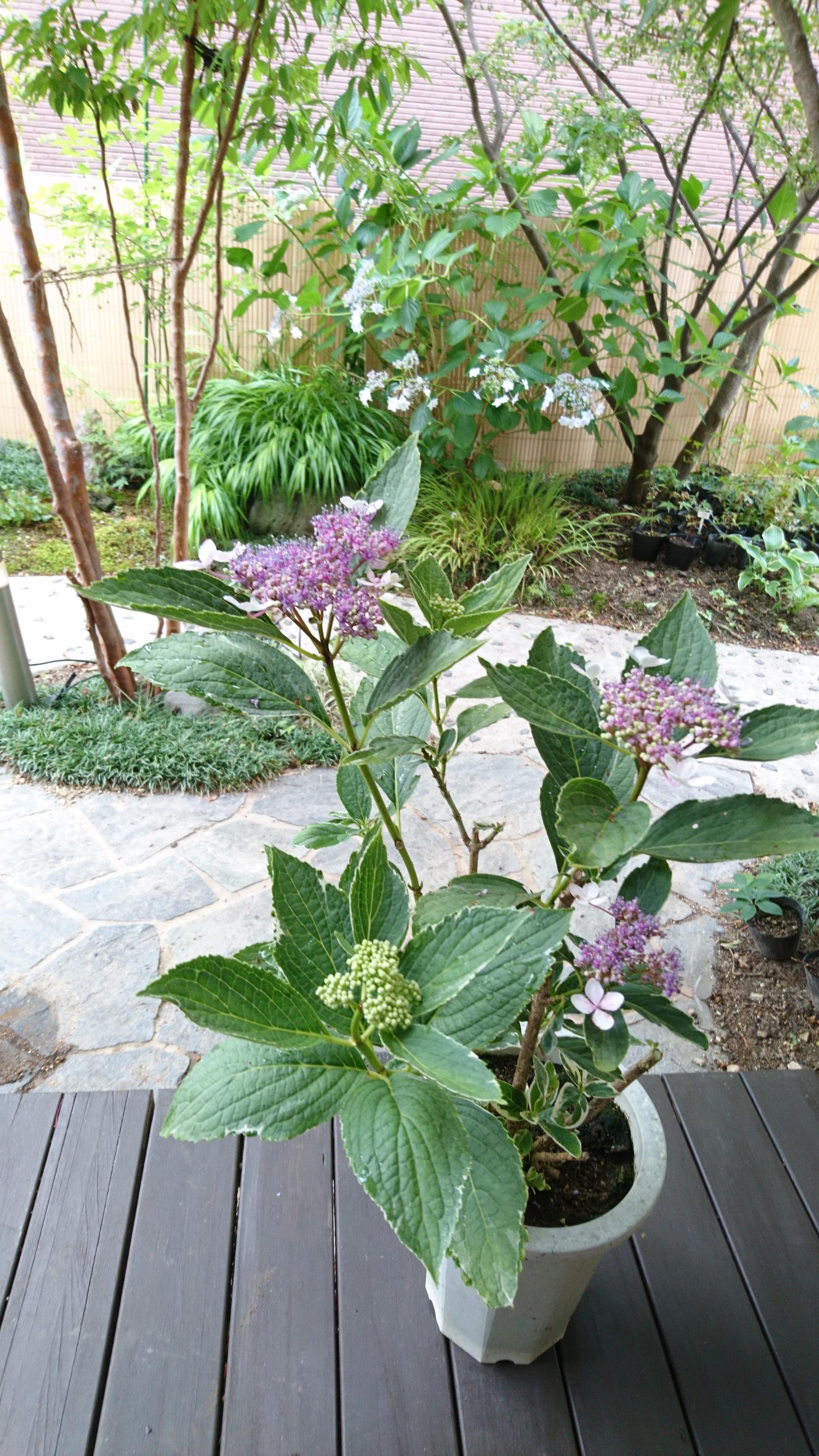 セール品 訳あり 斑入り額紫陽花 花 薄ピンク 薄紫系 成木 H 約45 50m Iichi ハンドメイド クラフト作品 手仕事品の通販