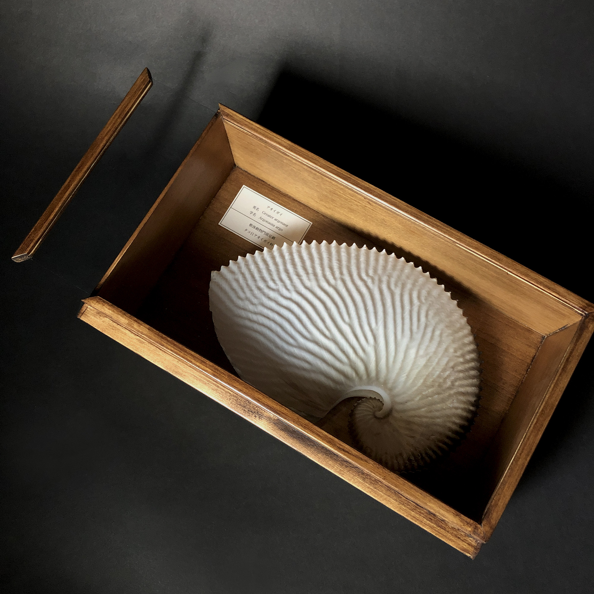 ◇ 渡部ひでき 『 神戸ポートタワー（F8号） 』 油絵