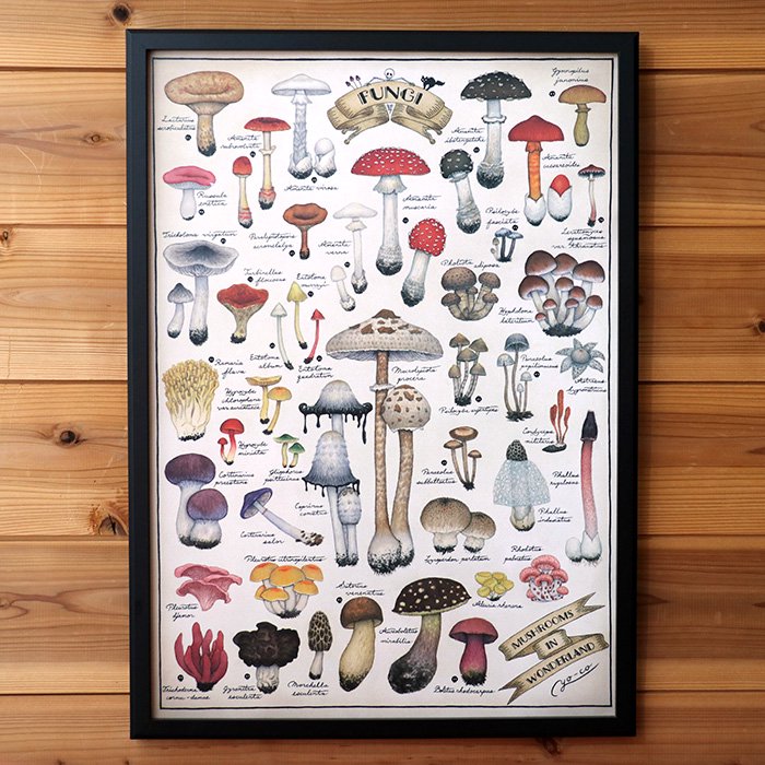ポスター キノコ図鑑シリーズ3 Mushrooms In Wonderland Iichi ハンドメイド クラフト作品 手仕事品の通販