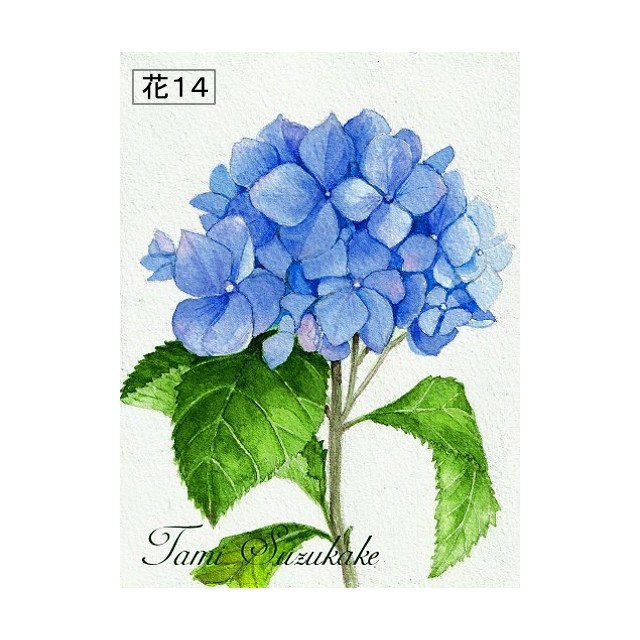 紫陽花の花 チューリップの花 アートカード選べる２枚セット はがきサイズ Iichi ハンドメイド クラフト作品 手仕事品の通販