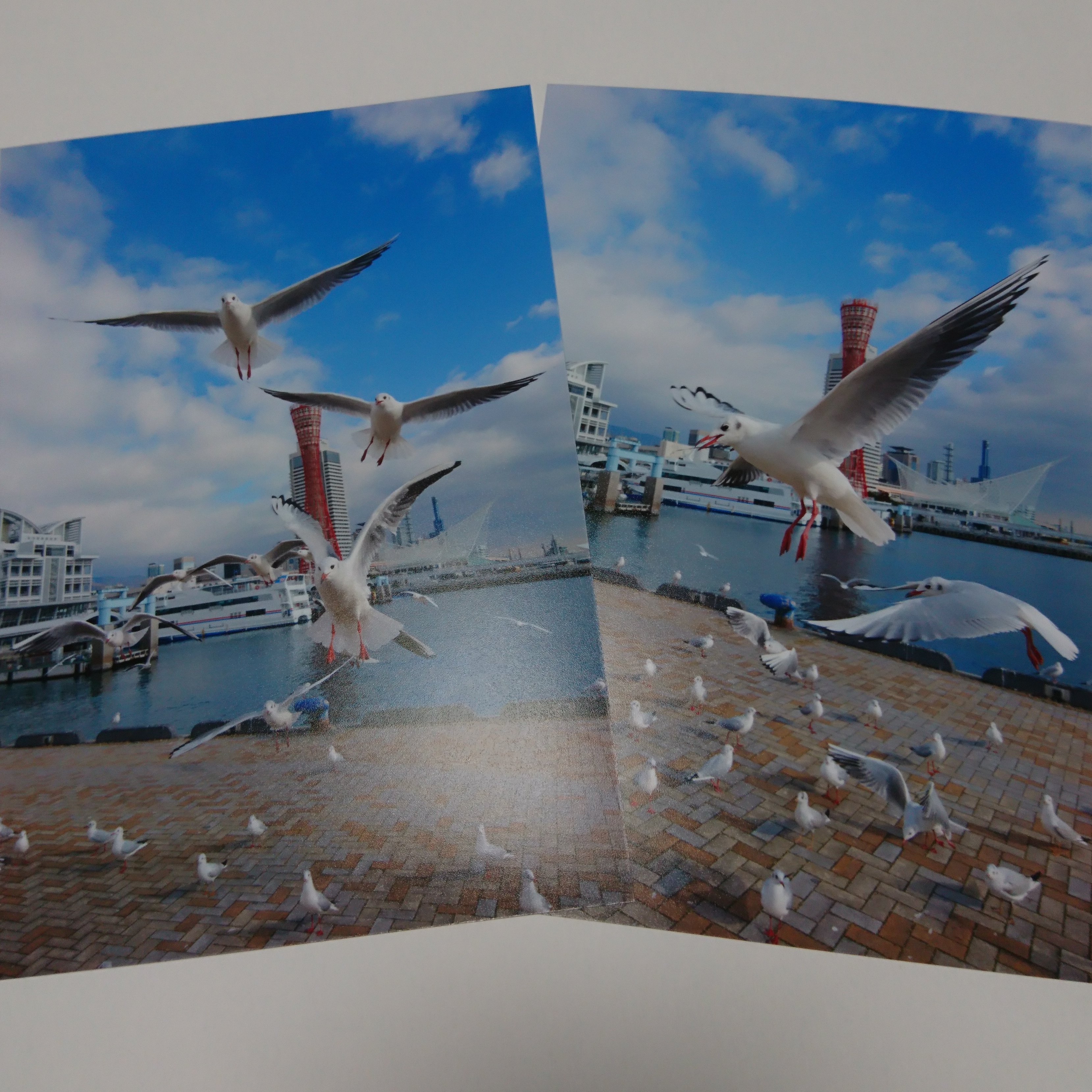 ポストカード5枚セット みなと神戸に咲く華 「ユリカモメ」神戸風景 