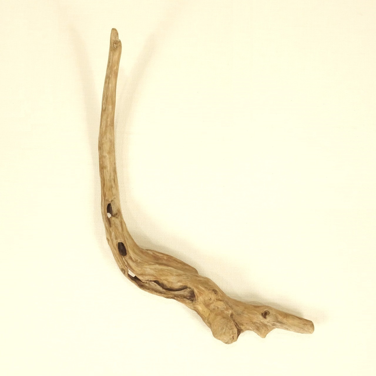 温泉流木 恐竜を思わせる湾曲の空洞のある変形流木 流木素材 インテリア素材 木材 Iichi ハンドメイド クラフト作品 手仕事品の通販