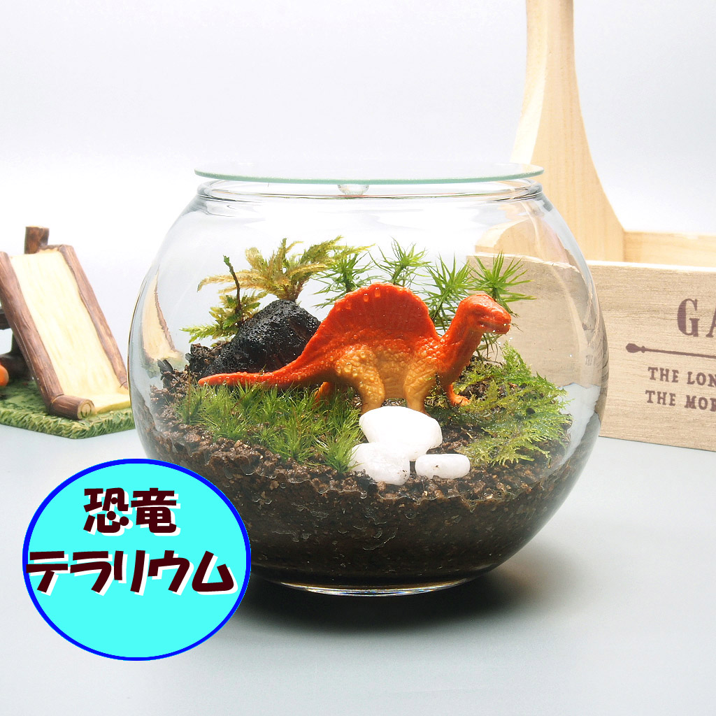 恐竜 苔テラリウム 手作りキット一式 金魚鉢 Iichi ハンドメイド クラフト作品 手仕事品の通販