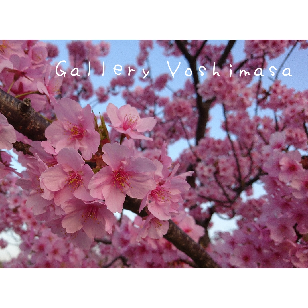 春一番 河津桜 花のある暮らし 2l判サイズ光沢写真横 写真のみ 桜写真 花写真 送料無料 Iichi ハンドメイド クラフト作品 手仕事品の通販