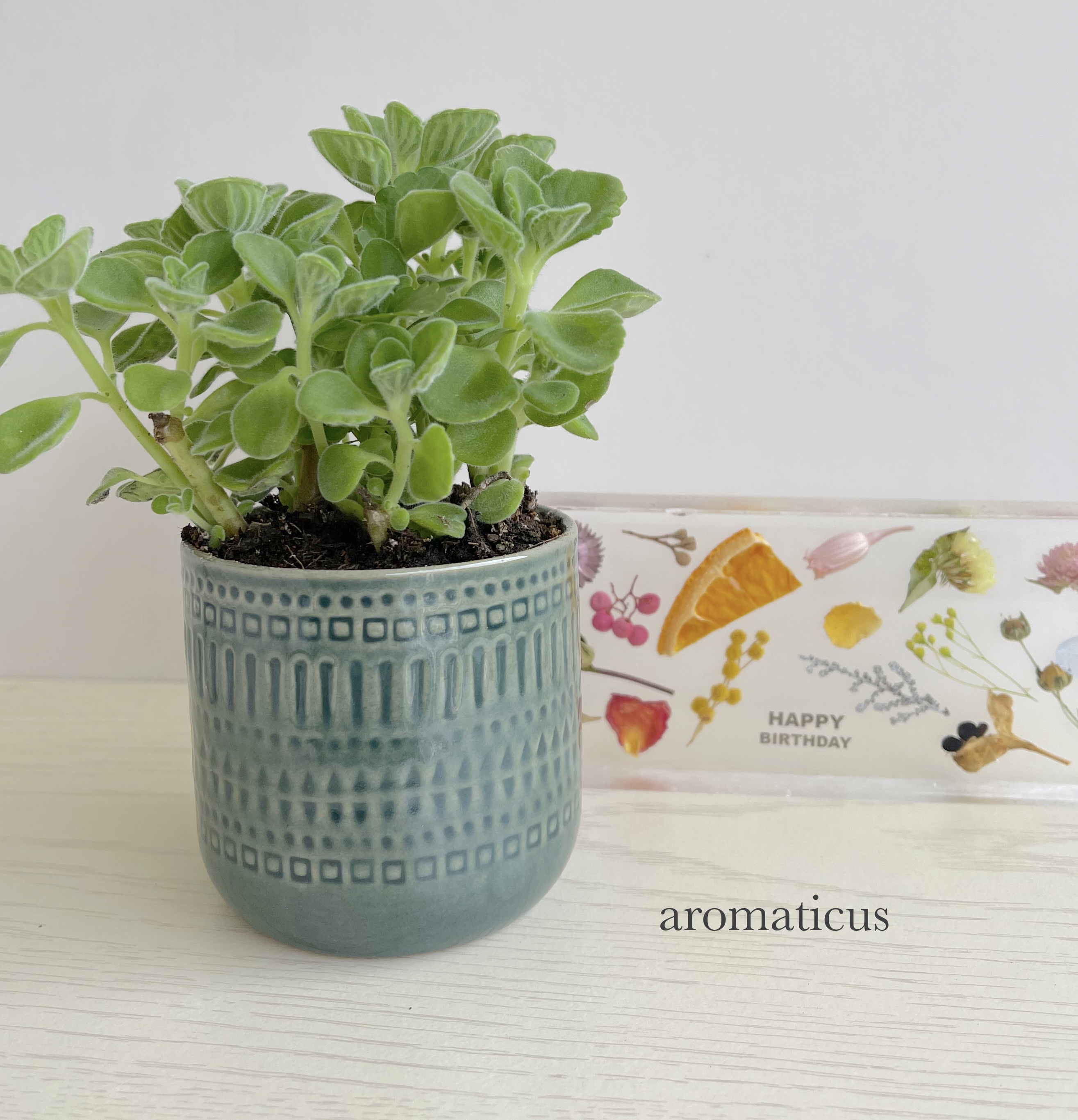 入荷しました アロマティカス アジアン陶器鉢 3 5号 香りがいいです Iichi ハンドメイド クラフト作品 手仕事品の通販