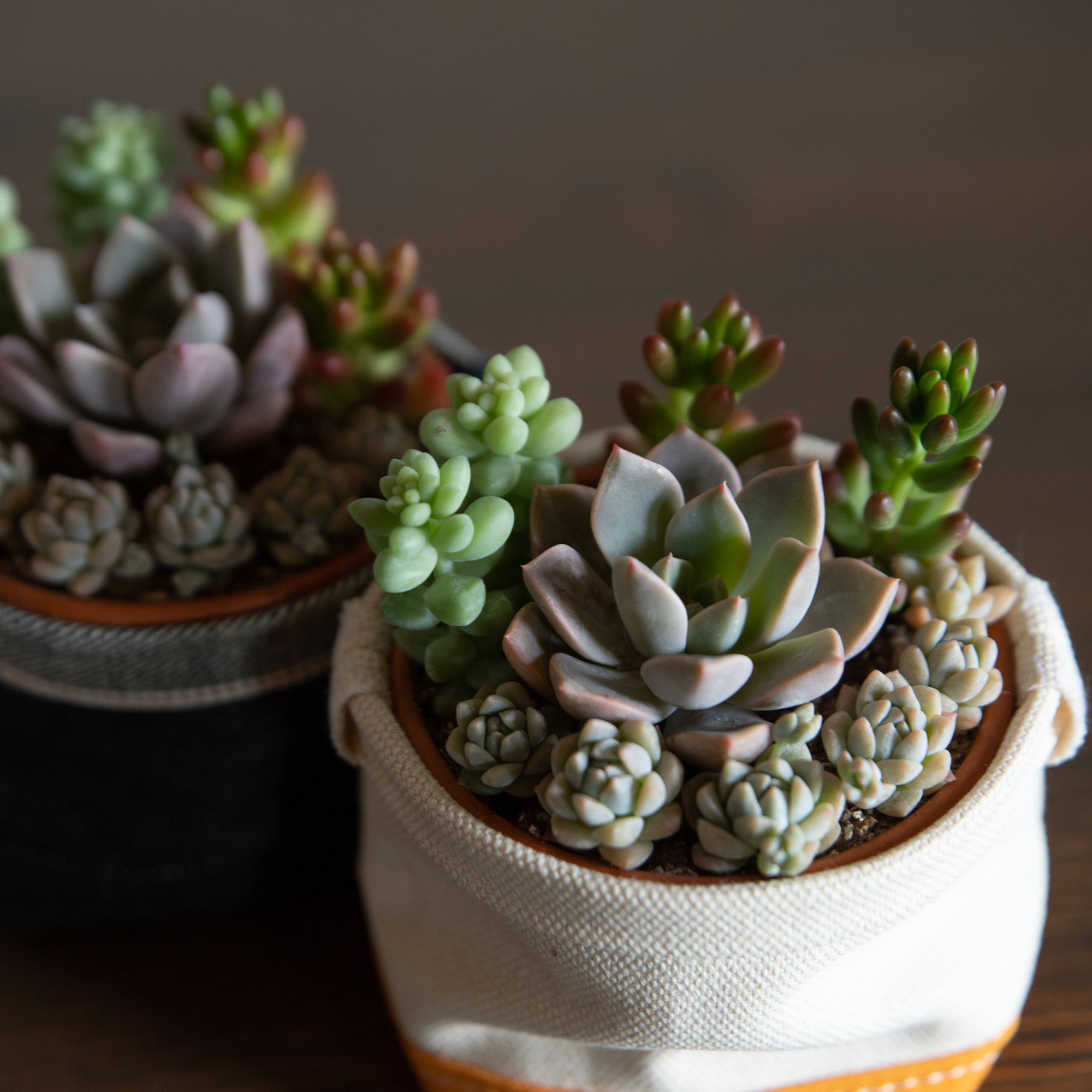 多肉植物寄せ植えと鉢カバー2点セット 老舗バッグファクトリーが作る さぼてんのふくろ と多肉植物屋さんとのコラボ商品 Iichi ハンドメイド クラフト作品 手仕事品の通販