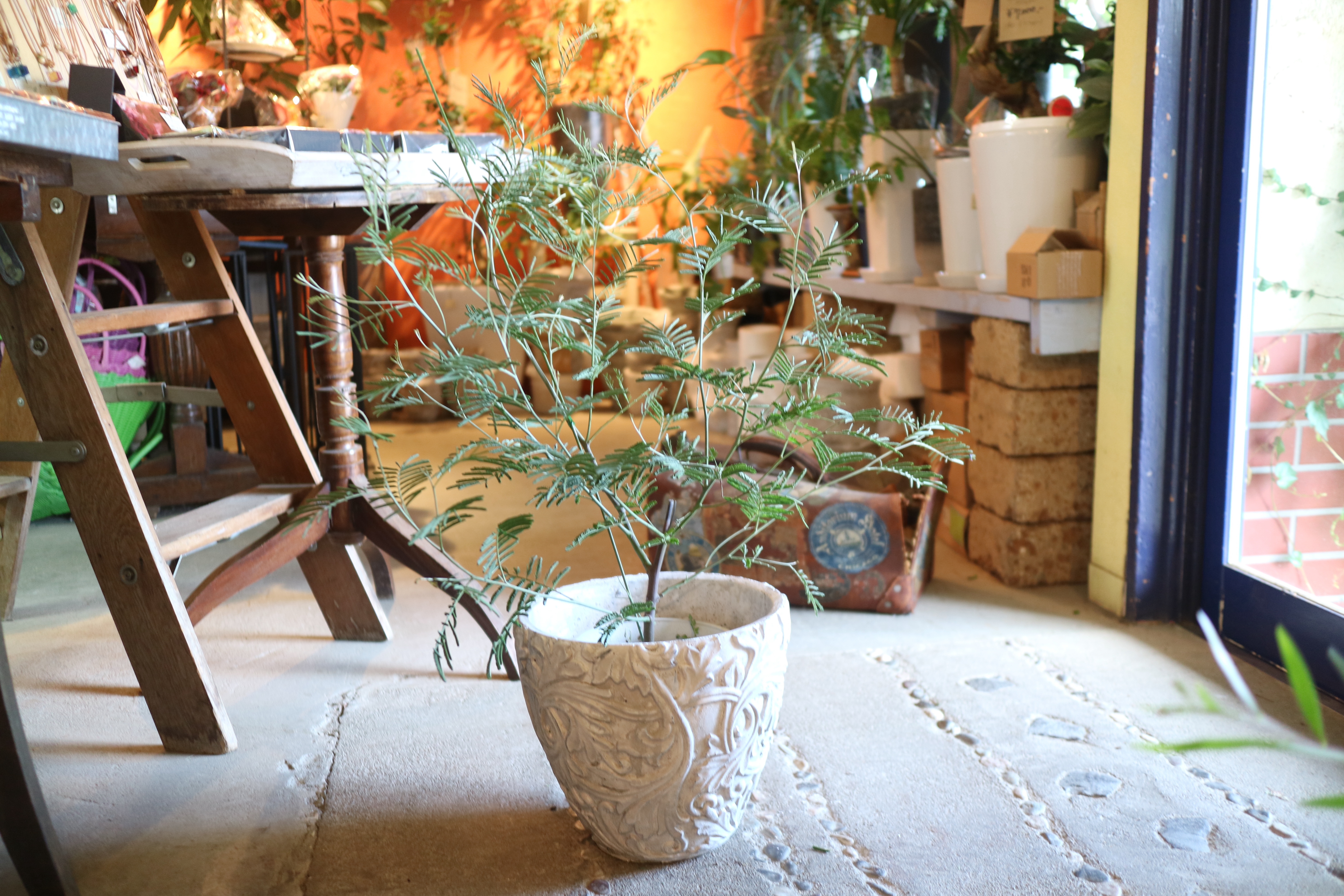 １点のみ 大きめ ミモザ の木 銀葉アカシア 鉢付き Iichi ハンドメイド クラフト作品 手仕事品の通販