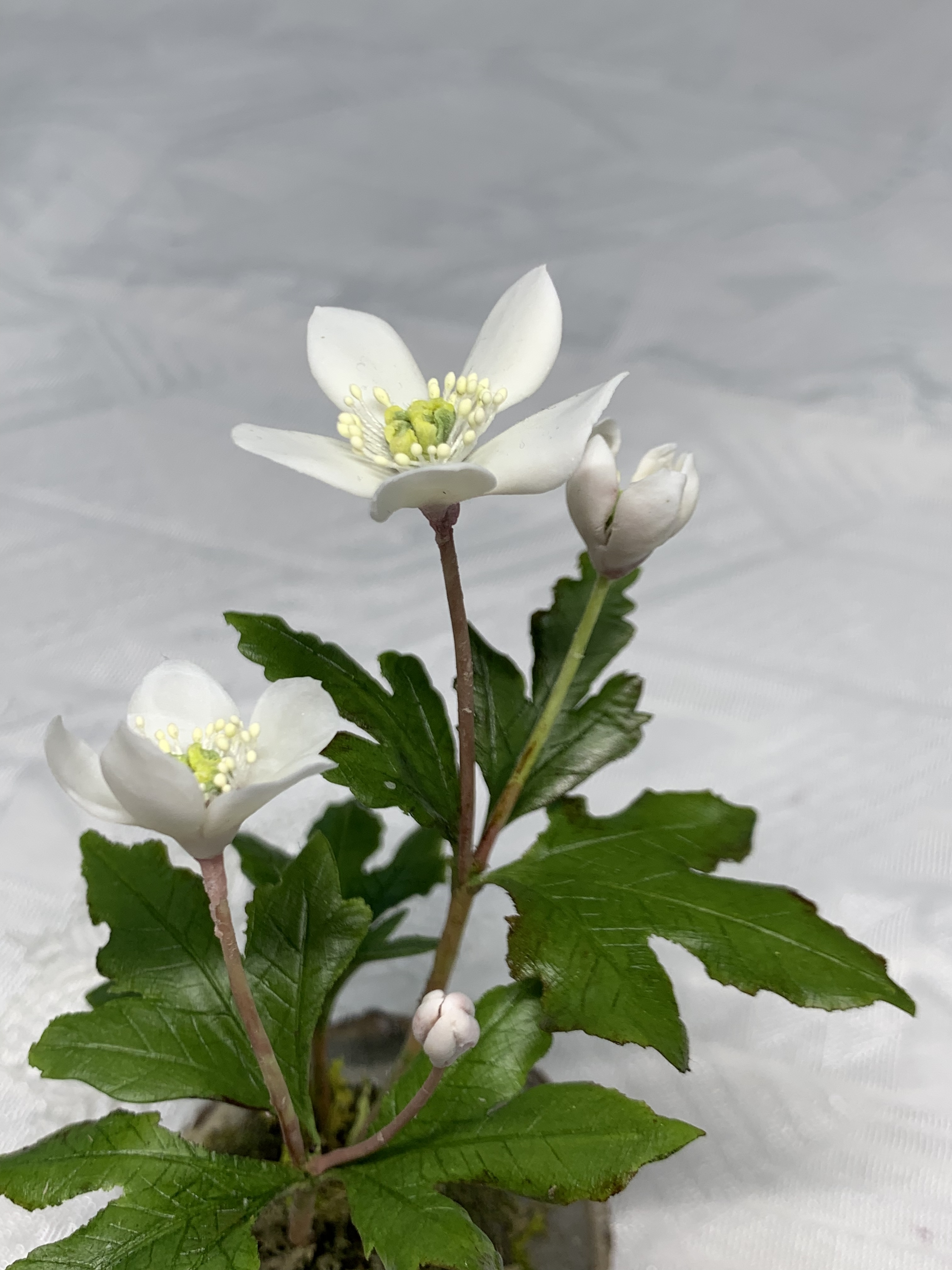 クレイの花 二輪草 Iichi ハンドメイド クラフト作品 手仕事品の通販