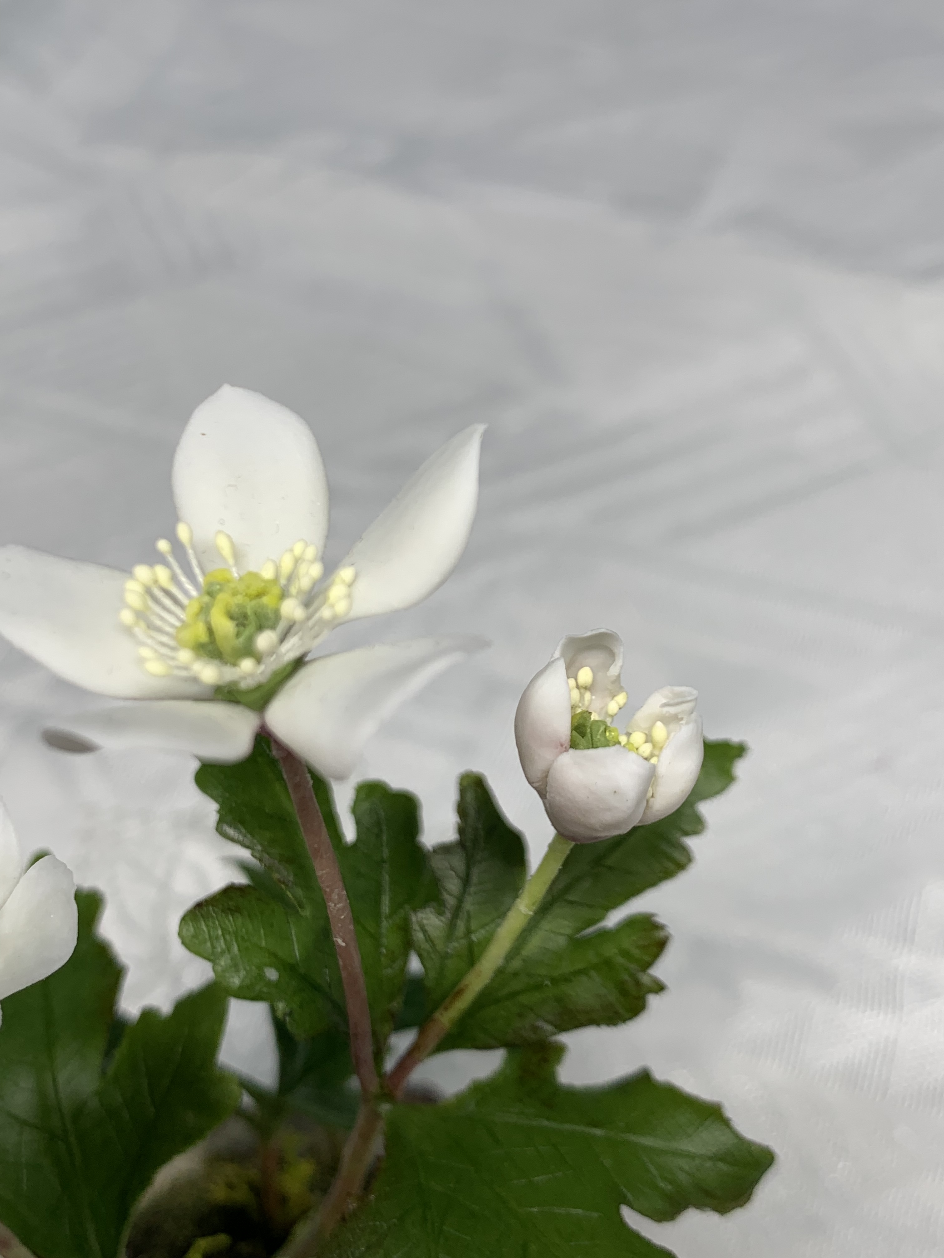 クレイの花 二輪草 Iichi ハンドメイド クラフト作品 手仕事品の通販