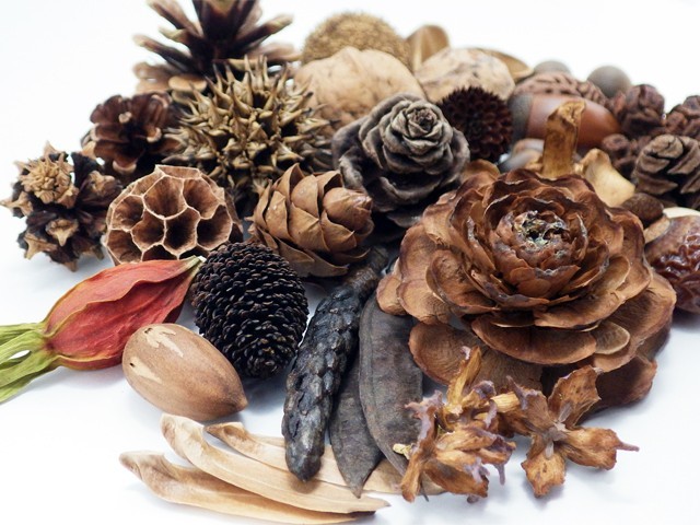 ナッツボトル 30種類の木の実の標本 Iichi ハンドメイド クラフト作品 手仕事品の通販