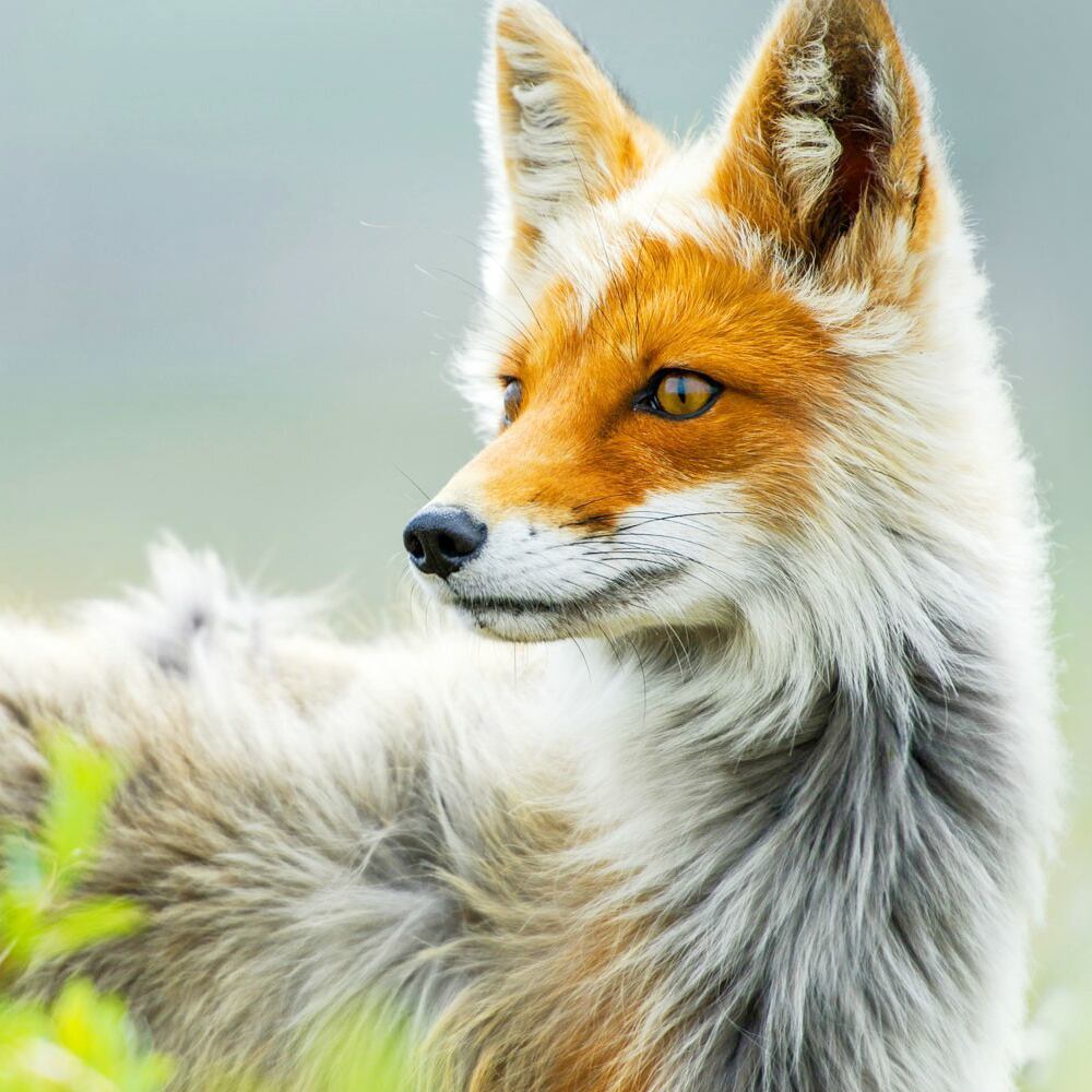 狐 キツネ 頭蓋骨 狡猾さ 悪知恵の象徴 ホワイトメタルスカルブローチ ピンバッジ Iichi ハンドメイド クラフト作品 手仕事品の通販