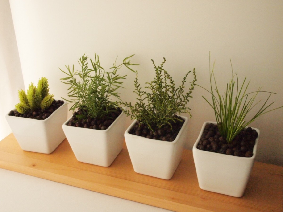 グリーンプリザ アスパラガススプレンゲリ Iichi ハンドメイド クラフト作品 手仕事品の通販