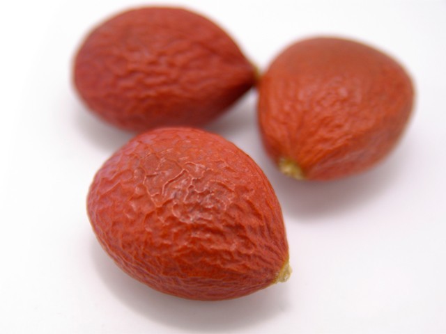 ソテツの実 果皮付き 乾燥 Iichi ハンドメイド クラフト作品 手仕事品の通販