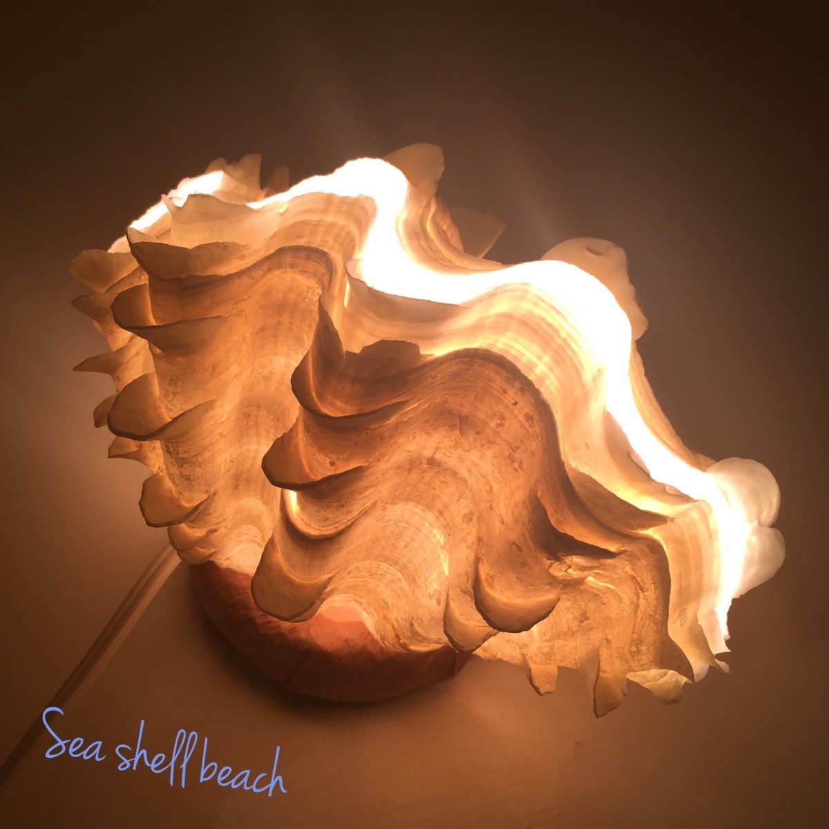 ヒレシャコガイのランプ Iichi ハンドメイド クラフト作品 手仕事品の通販