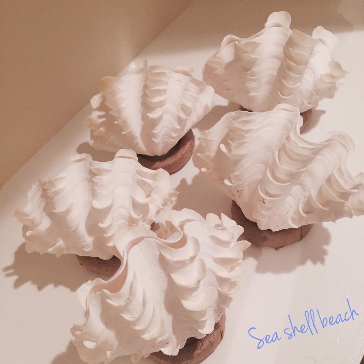 ヒレシャコガイのランプ Iichi ハンドメイド クラフト作品 手仕事品の通販