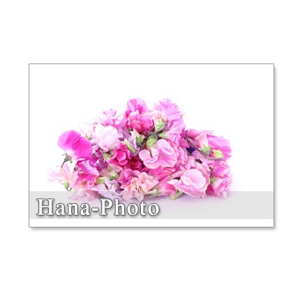 1055 ピンクの愛らしいスイトピー 5枚組ポストカード Iichi ハンドメイド クラフト作品 手仕事品の通販