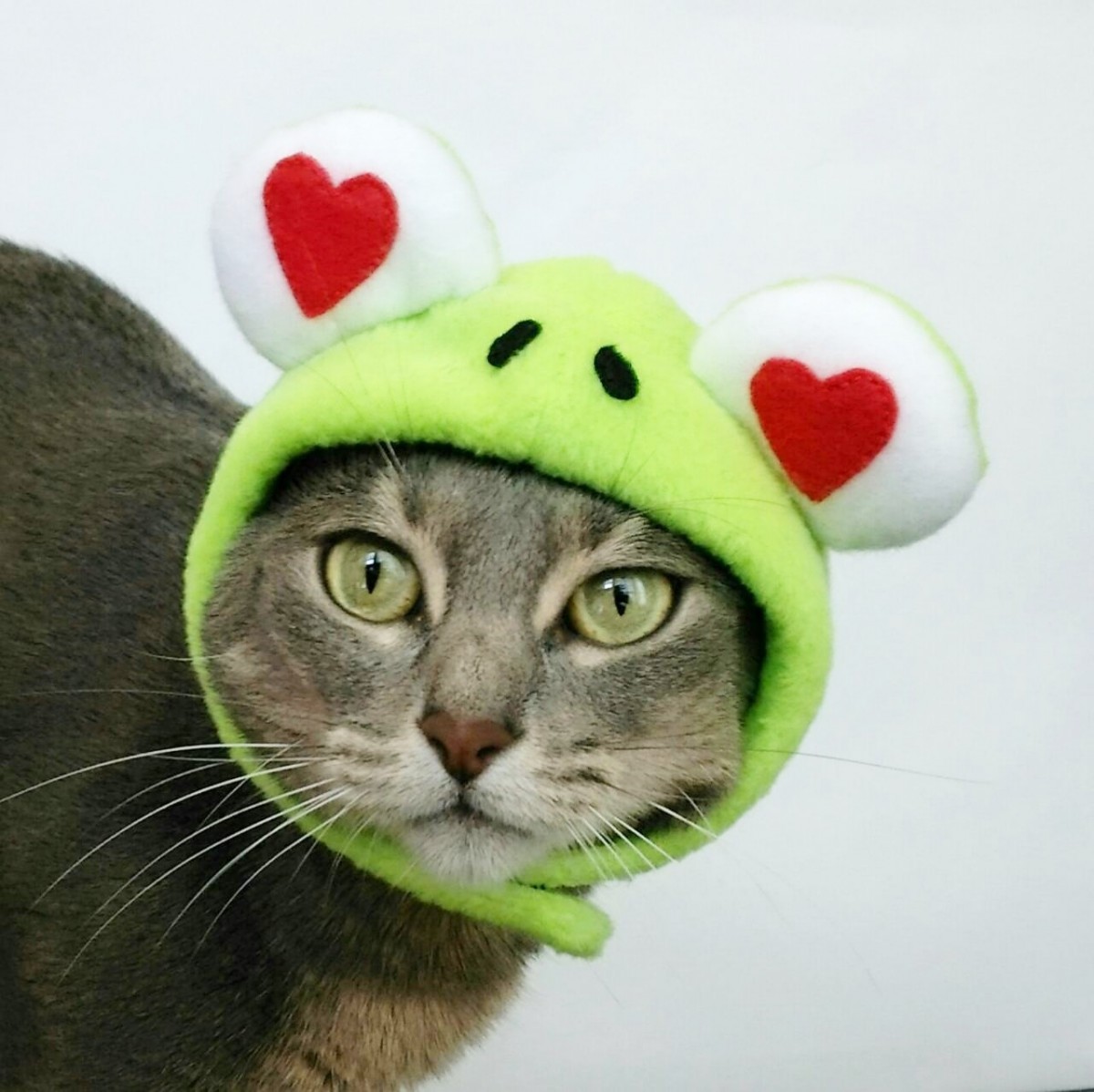 ラブリーフロッグのかぶりもの 帽子 S M L Iichi ハンドメイド クラフト作品 手仕事品の通販