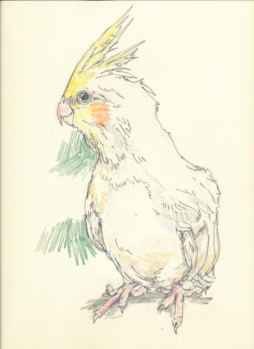 要写真 鳥もお描きします ペットの似顔絵 Iichi ハンドメイド クラフト作品 手仕事品の通販