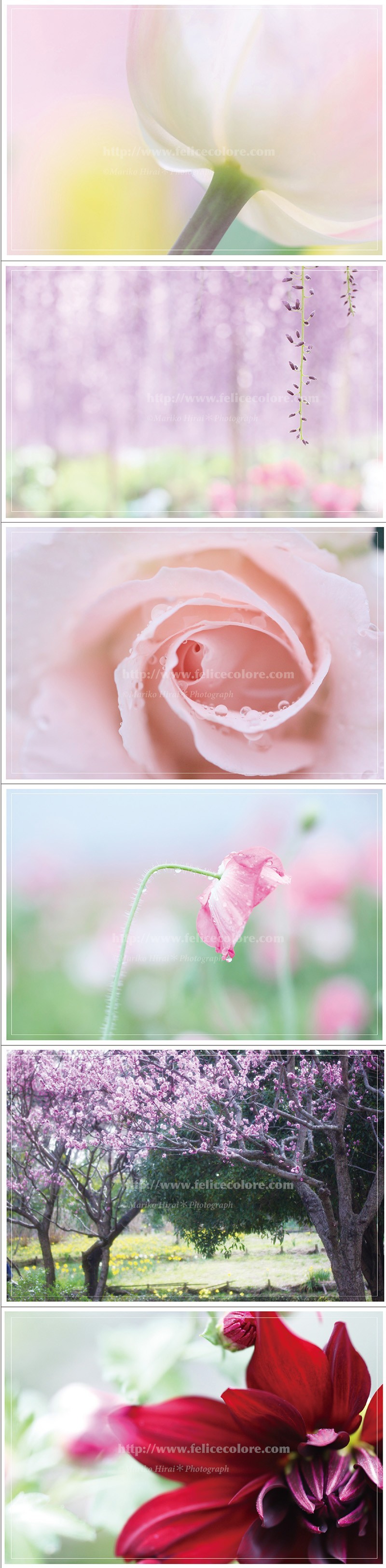 ポストカード集 横写真 ピンクパープル Iichi ハンドメイド クラフト作品 手仕事品の通販