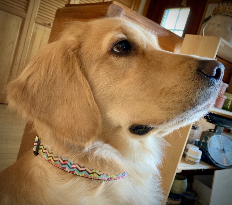 犬の首輪 中型犬 大型犬 Usリボン使用 茶ﾍﾞｰｽｘﾋﾟﾝｸ系ｷﾞｻﾞｷﾞｻﾞ Iichi ハンドメイド クラフト作品 手仕事品の通販