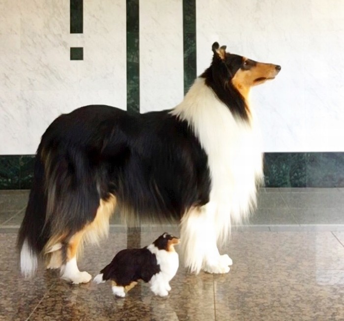 羊毛フェルト長辺２１ｃｍ：オーダーメイドの犬人形（植毛、直毛
