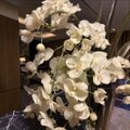 光触媒 人工観葉植物 ウォールグリーン フェイクグリーン エミリオロバ