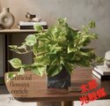光触媒 人工観葉植物 ウォールグリーン フェイクグリーン ポトス3555