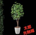 光触媒 人工観葉植物 ウォールグリーン フェイクグリーン カポック8321