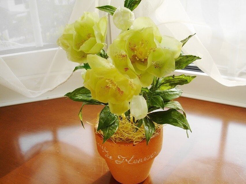 クリスマスローズのポット