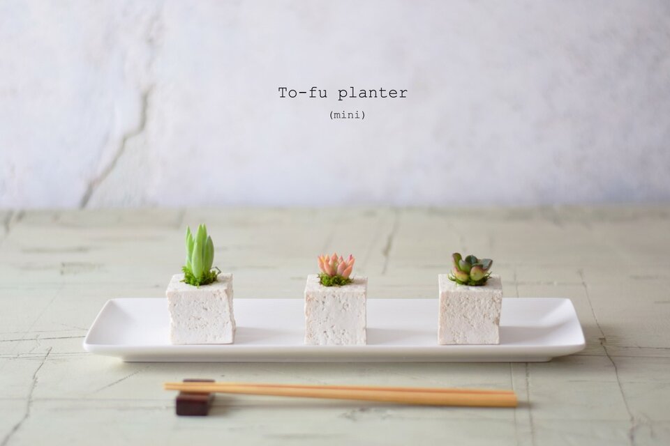 とても小さなとうふのうつわと植物