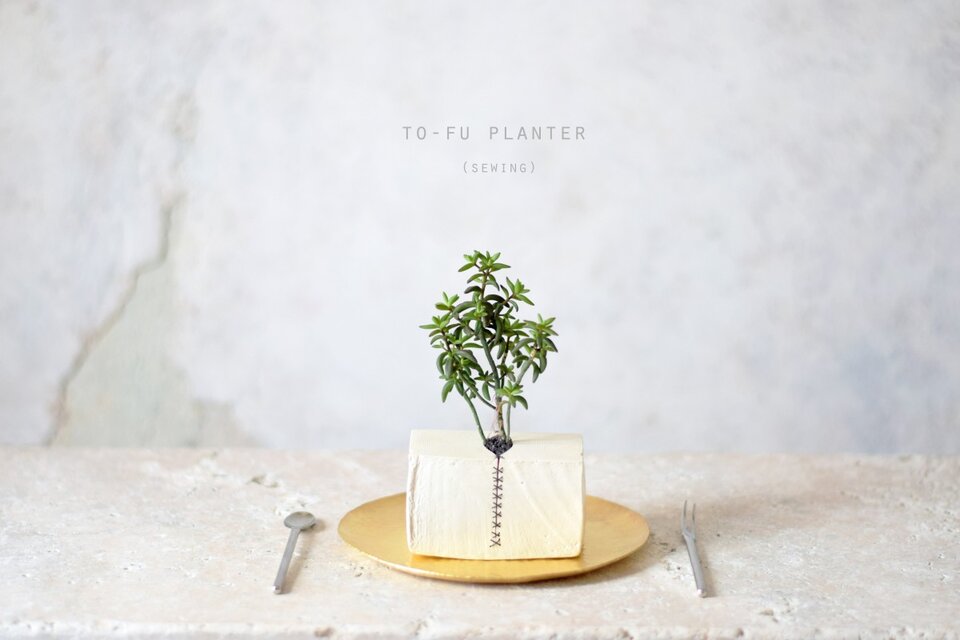 縫われたとうふのうつわと植物