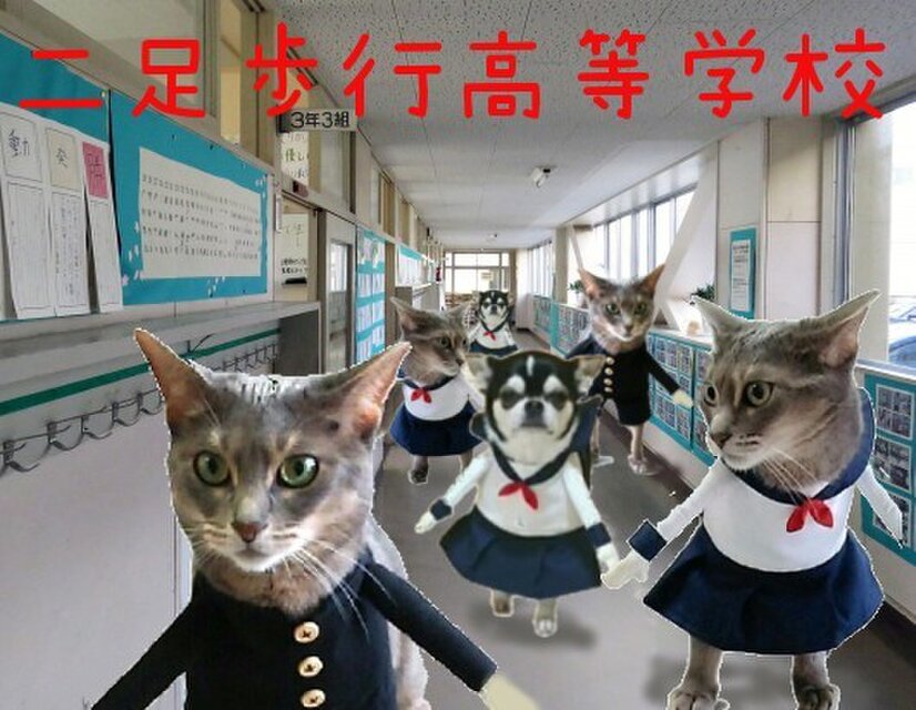 犬猫用コスプレ セーラー服 二足歩行 学生服 仮装 | iichi 日々の ...