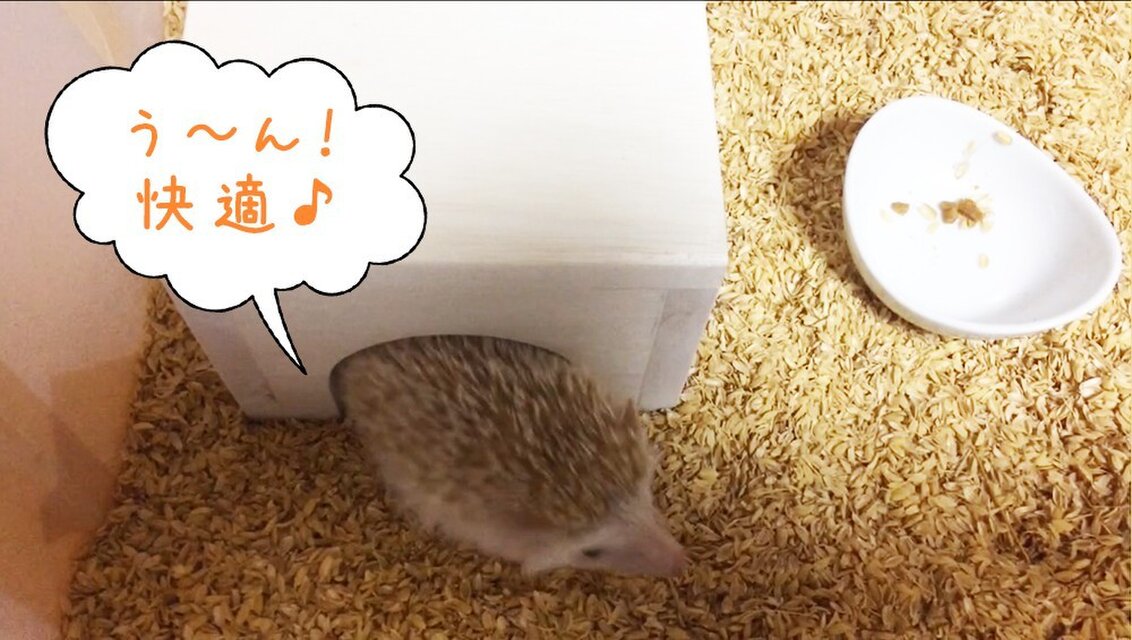 ハリネズミさんのおうち♪木製ハウス/名入れ可能♪[ハムスター・テグー 