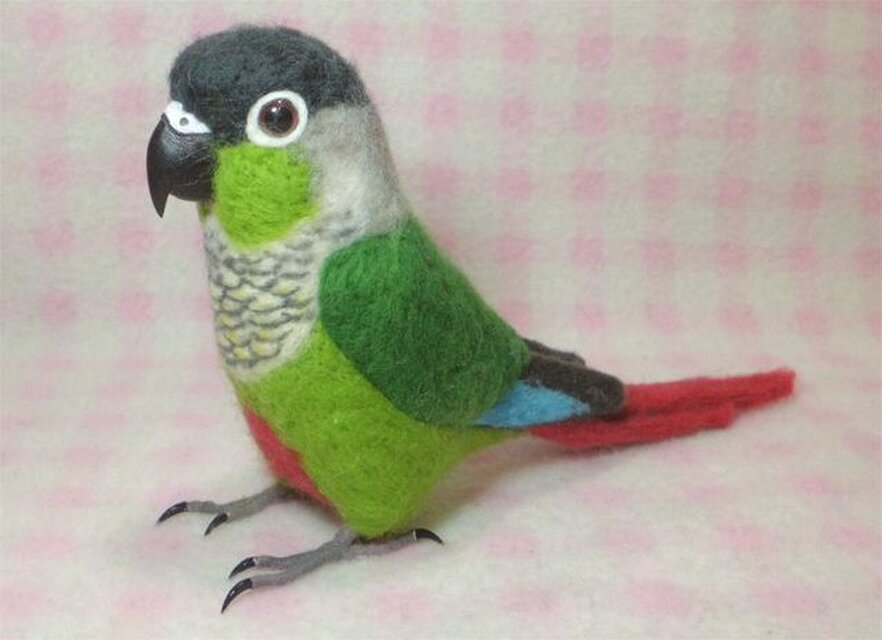 ほぼライフサイズ ホオミドリアカオウロコインコ Green-cheeked